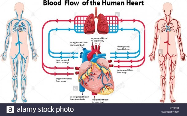 Diagram Showing Blood Flow Of The Human Heart Illustration Stock