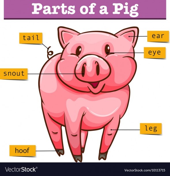 Diagram Showing Parts Of Pig Royalty Free Vector Image