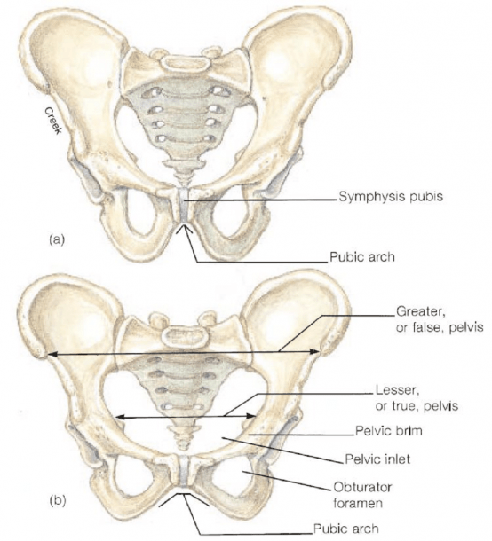 2  Differences Between The (a) Male And (b) Female Pelvic Girdle