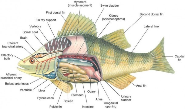 Digestive System Of A Fish Diagram Bony Fish Circulatory System