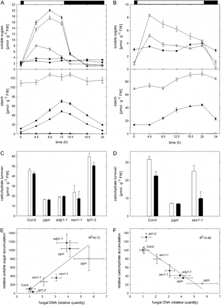 Diurnal Accumulation And Turnover Of Carbohydrates In Arabidopsis