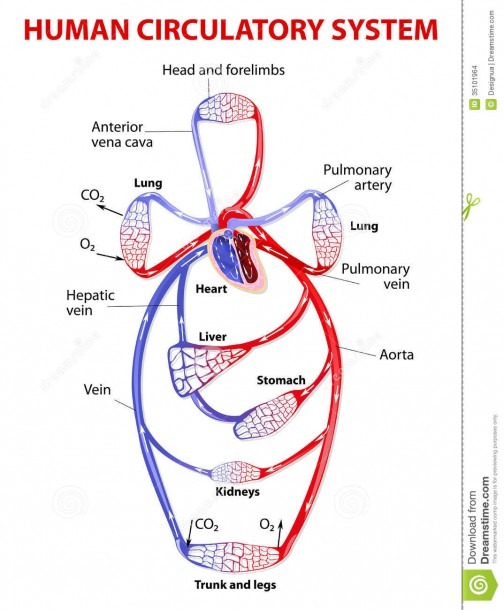 Double Circulatory System Stock Vector  Illustration Of