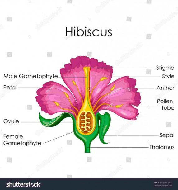 Hibiscus Flower Drawing Parts