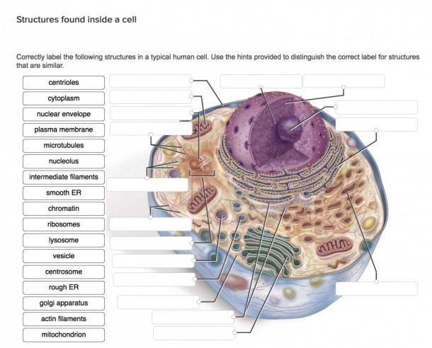 Egg Cell Diagram Labeled Best Of Human Cell Diagram â Diagram