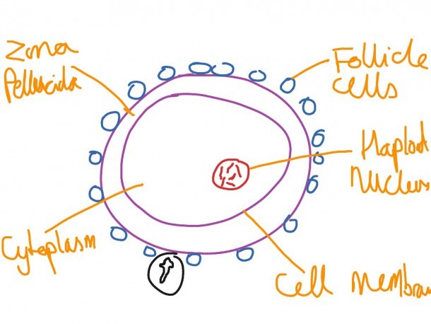 Egg Cell Diagram Labeled Luxury Diagram Human Egg Cell Diagram