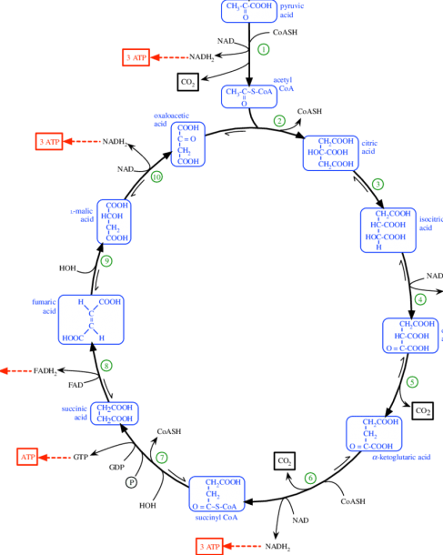 Embdenâmeyerhof Pathway And Krebs Cycle  (a) Enzymes Involved In