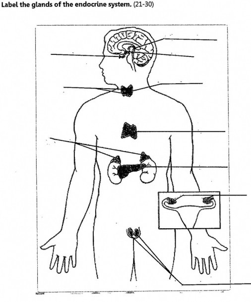 Endocrine System Diagram To Label Diagrams Diagram Endocrine Body