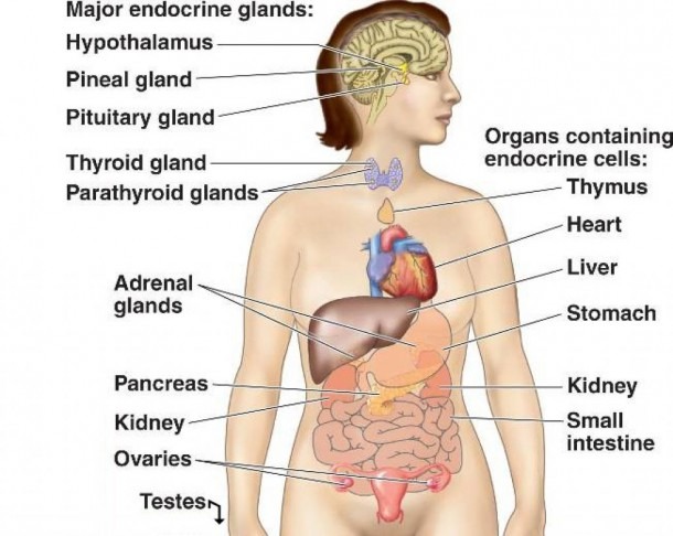 Endocrine System Label Endocrine Glands Diagram Picture Endocrine