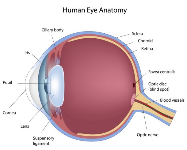 Diagram Of The Eye