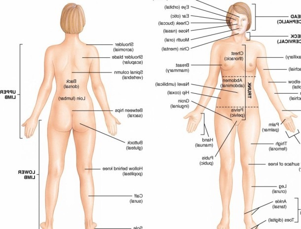 Female Anatomy Diagram