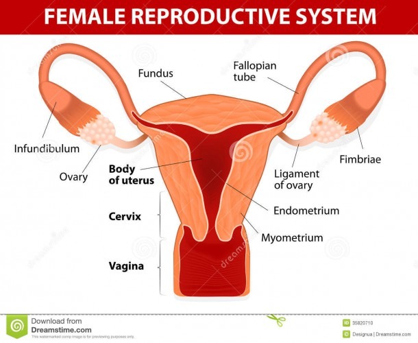 Female Reproductive System Stock Vector  Illustration Of Ligament