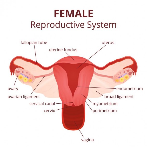 Female Reproductive System Ovary Function And Labeled Diagram Of