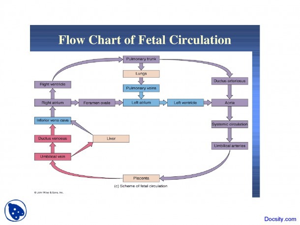 Diagram Of Foetal Circulation