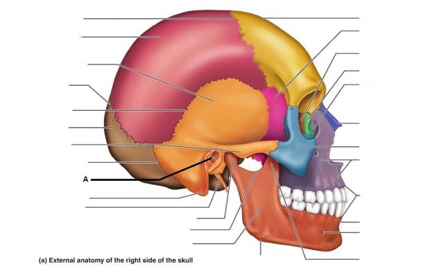 Fill In The Blank Skull Bones And Fill In The Blank Skull Bones
