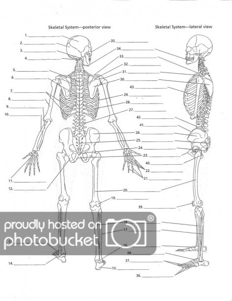 Fill In The Blank Skull Bones And Overall Skeletal System