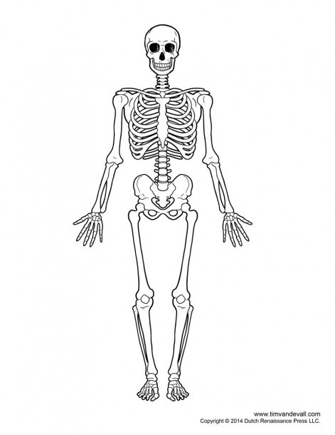 Fill In The Blank Skull Bones And Skeletal System Diagram Without