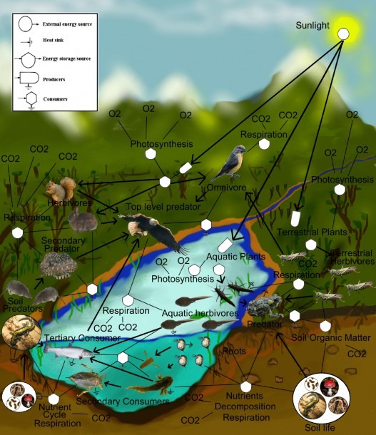 What Aquatic Ecosystem Phenomenon Is Illustrated In The Diagram Biology Diagrams