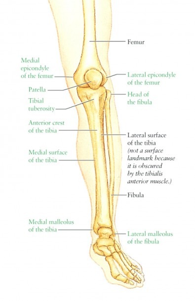 Thigh Bone Diagram