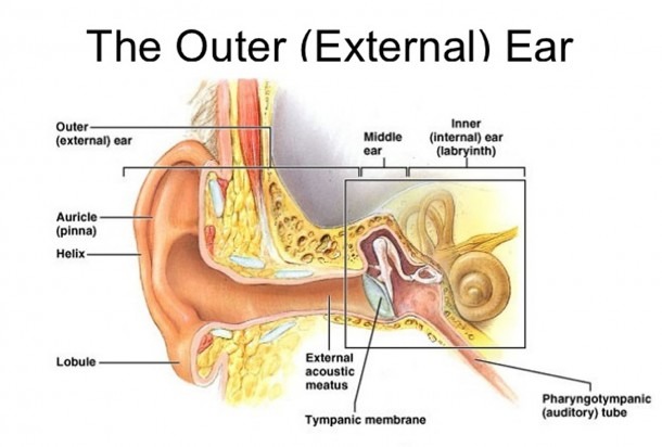 Function Of Three Small Bones In Ear And Outer Ear Anatomy