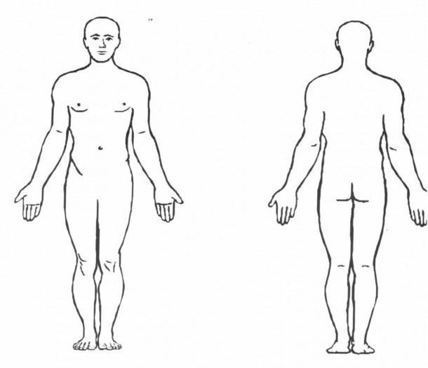 Anatomical Terms Diagram
