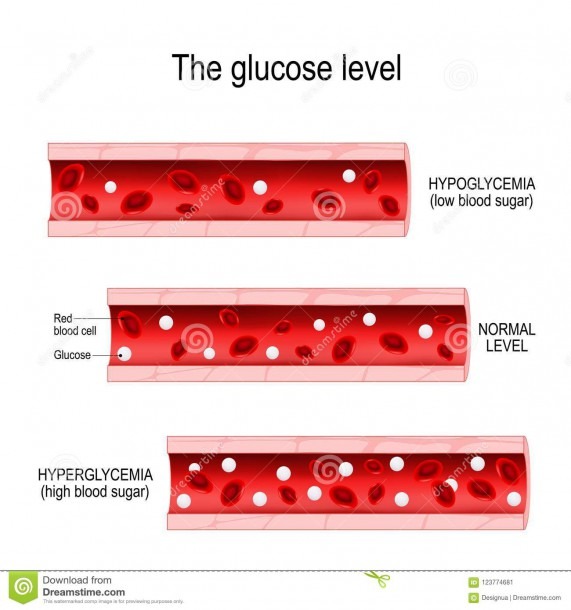 Glucose In The Blood Vessel Stock Vector