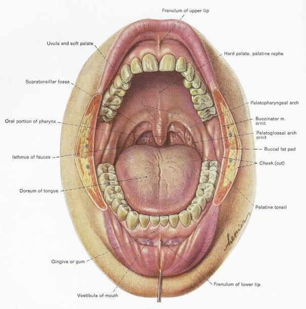 Gum Anatomy And Physiology Diagram