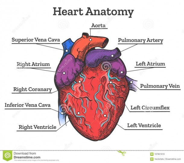 Heart Anatomy Colored Sketch Stock Vector