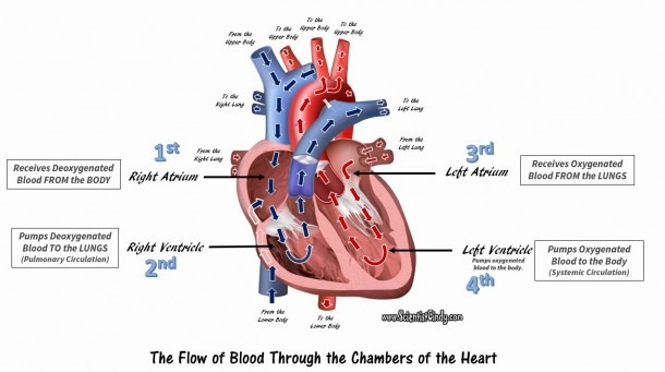 Diagram Of The Heart Chambers