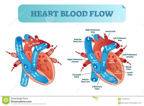 Heart Blood Flow Circulation Anatomical Diagram With Atrium And
