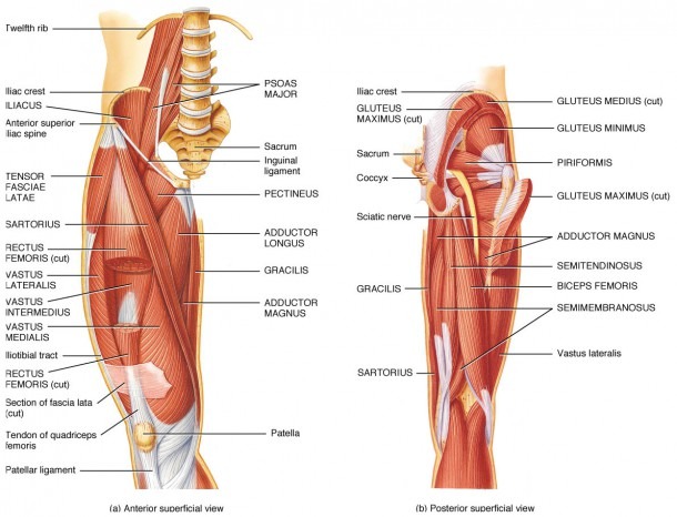 Hip Anatomy Muscles And Tendons And Hip Joint Muscles And Tendons