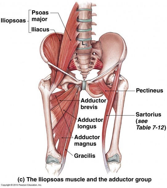 12hip Anatomy Muscles And Tendons