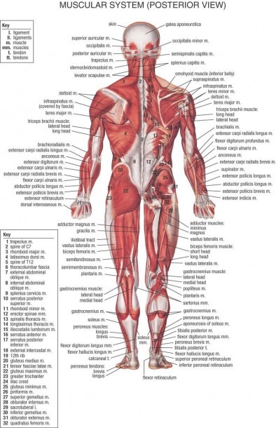 Hip Anatomy Muscles And Tendons And Pinamber Semons On A&p