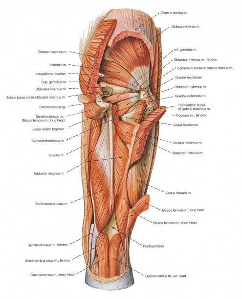 Hip Muscle Anatomy Diagram And Hip Muscle Anatomy Diagram Muscles
