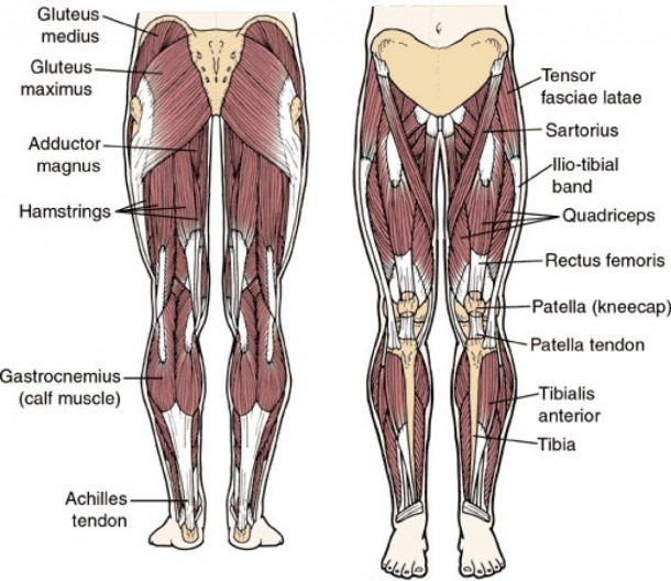 Hip Muscle Anatomy Diagram And Muscular Anatomy Of The Hip Human