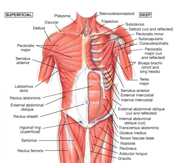 Tendons In The Hip Diagram