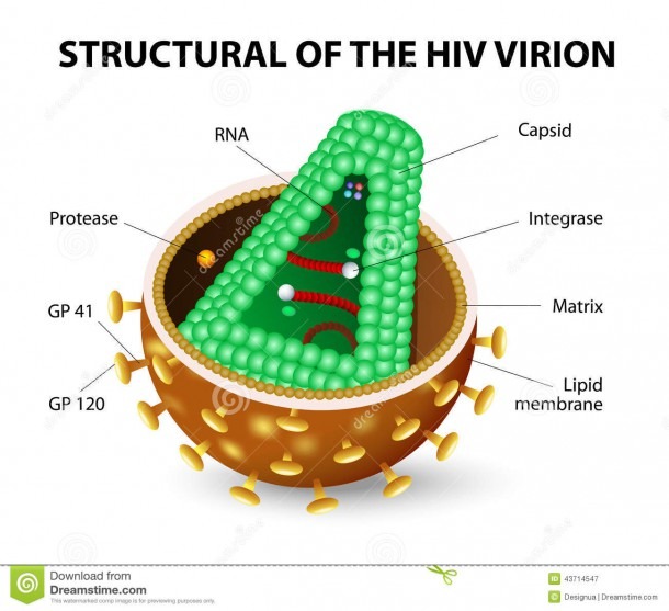Hiv Virion Stock Vector  Illustration Of Cell, Disease