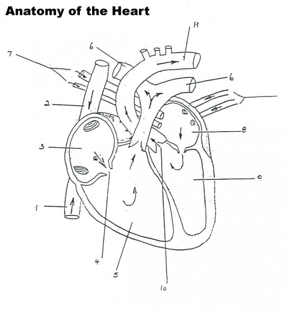 How The Blood Flows Through The Heart Blank Heart Blood Flow