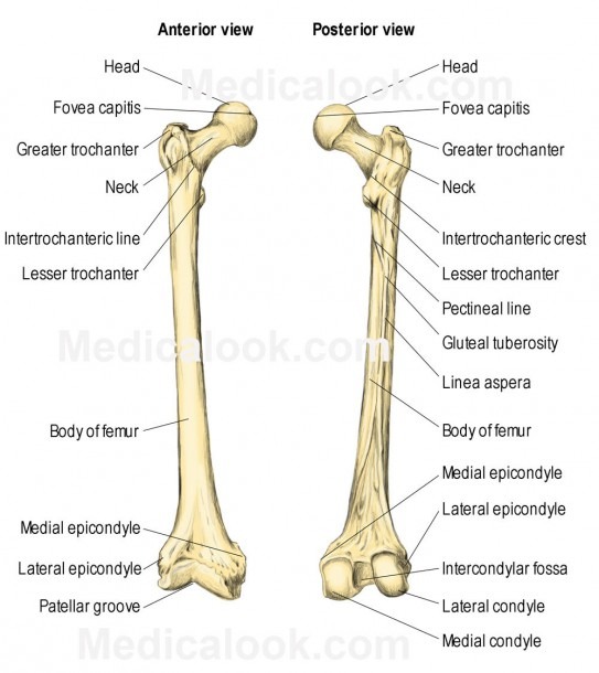 Human Leg Bone Diagram