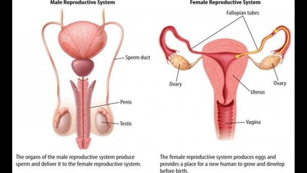 Human Body Reproductive System Diagram Human Reproductive System