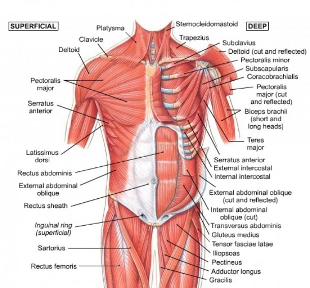 Human Chest Muscles Chest Muscle Diagram Muscle Diagram Of Human