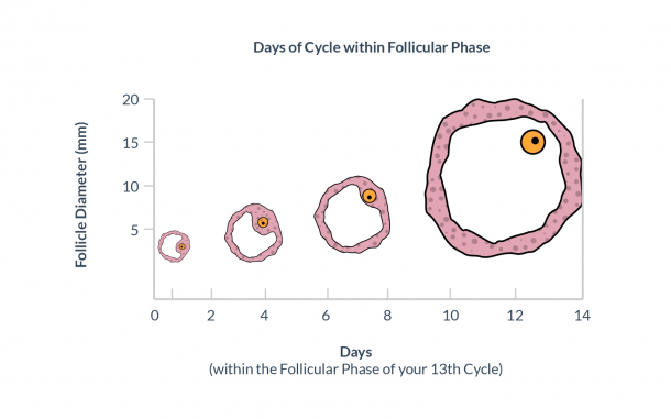 Human Egg Cell Diagram Labeled New Egg