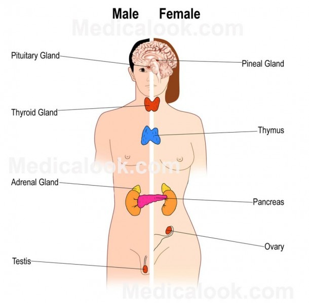 Human Endocrine System Diagram Human Endocrine System Diagram
