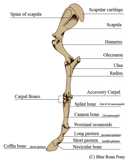 Human Leg Bones Diagram And New Leg Anatomy Bones