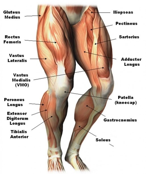 Human Leg Muscle Diagram Diagram Of Thigh Muscles Thigh Muscles