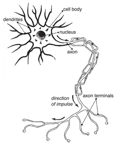 Human Nerve Cell Diagram Diagram Of The Nerve Cell Nerve Cell