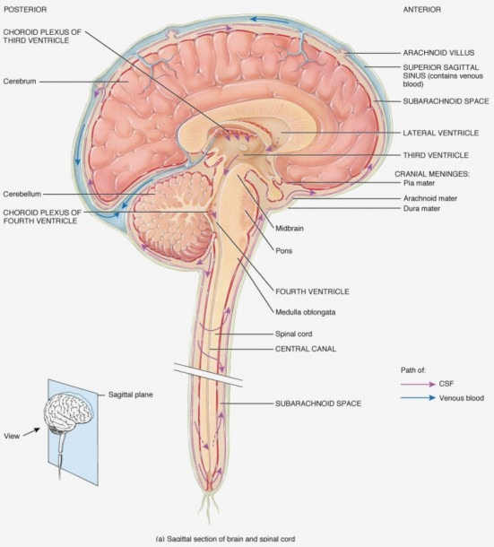 Human Spinal Cord Diagram Labeled With All Parts Brain And Spinal