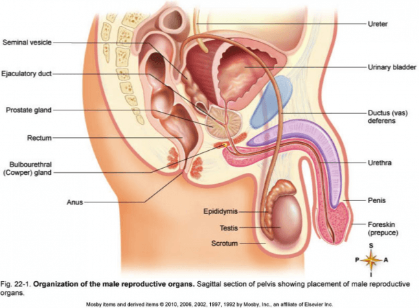 Male Reproductive System Diagram With Labels