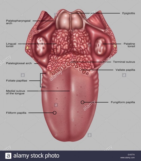 Illustration Depicting The Anatomy Of The Human Tongue  Listed At