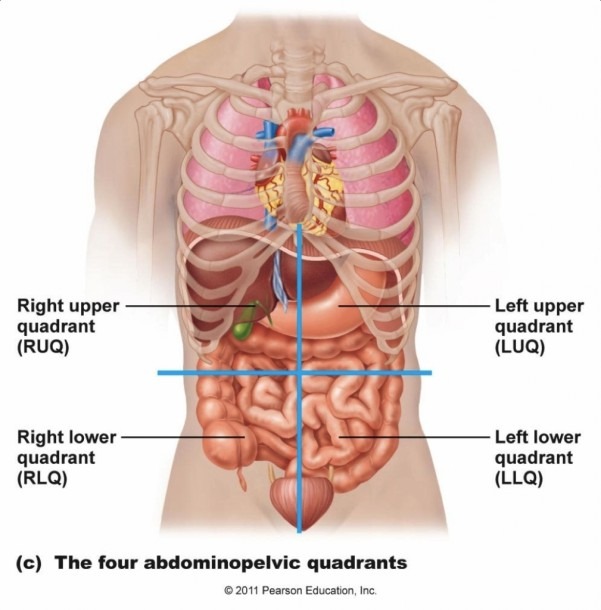 Kidney Position In Human Body Kidney Location Diagram