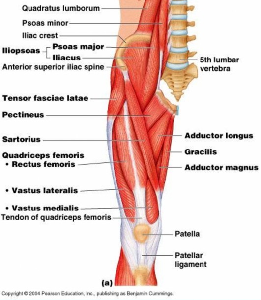 Knee Muscle Diagram Right Knee Muscle Diagram Gallery Muscles